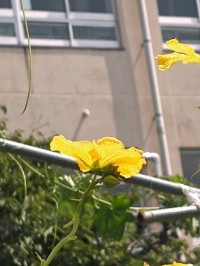 Bの種
