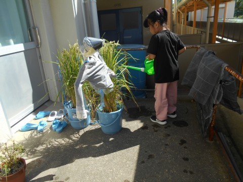 朝の会で水やりをします。