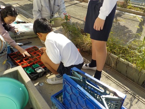 そらまめのたねを植えています。