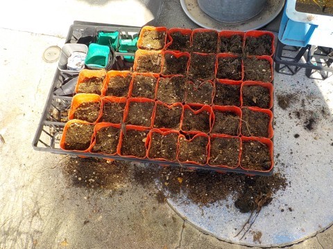 １つずつ優しく植えました。