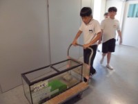 飼育委員会　生き物のお世話