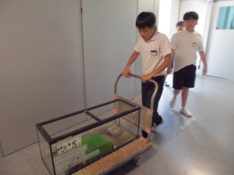 飼育委員会　生き物のお世話