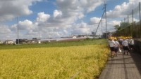 学校の周りの田畑、稲刈りを発見