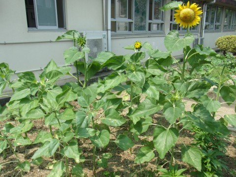 ヒマワリが咲き始めました