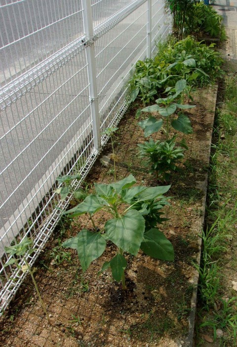 東門フェンス際にヒマワリとホウセンカを植えました