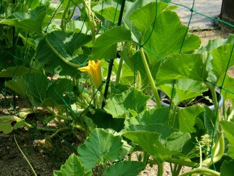 カボチャが花をつけました