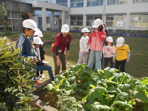 どのかぶを抜くのか選んでいる様子