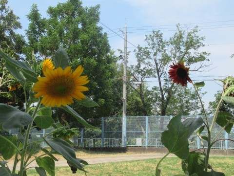 花の様子