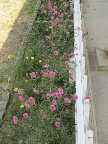花の様子