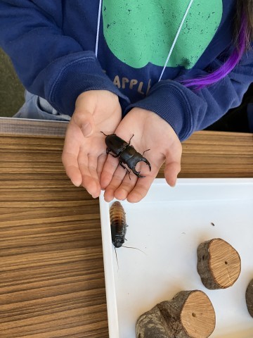 「橿原市昆虫館」昆虫ふれあいコーナー２