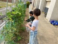 豆の収穫作業の様子