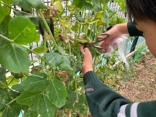 豆の収穫作業の様子