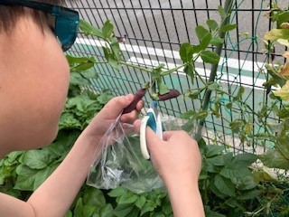 豆の収穫作業の様子