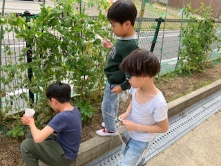 豆の収穫作業の様子