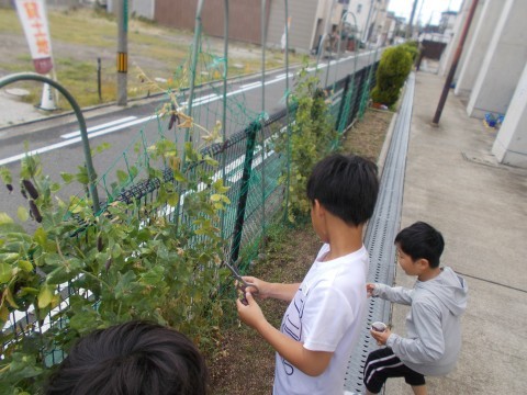 三人の子どもが豆を収穫しています