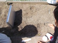 カブを植えている様子