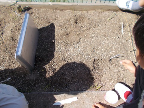カブを植えている様子