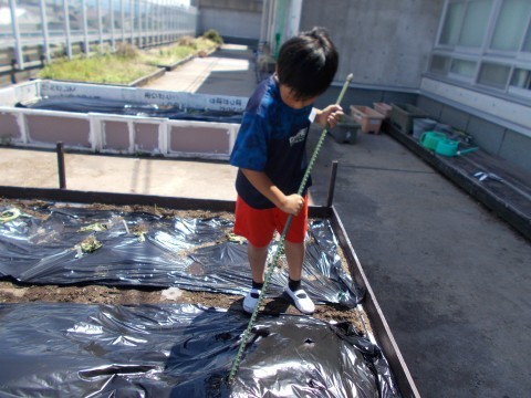 児童が畑に穴をあけている様子