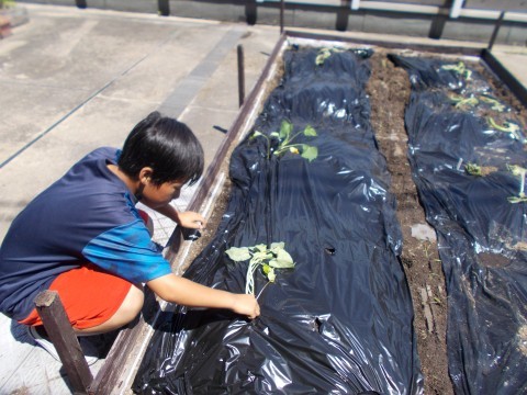 児童がサツマイモの苗を植えている様子