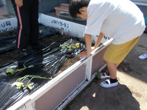 児童がサツマイモの苗を植えている様子