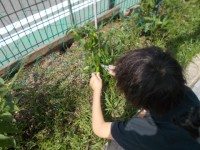 児童がししとうを収穫している様子
