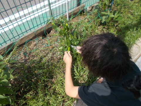 児童がししとうを収穫している様子