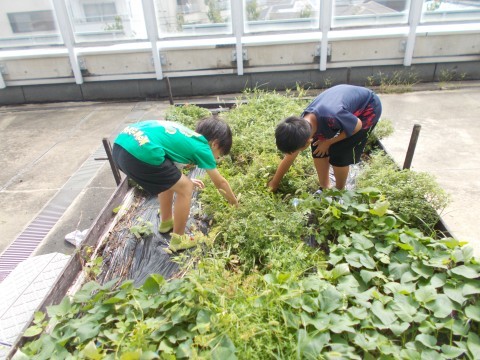 2人の男子児童が畑で草を抜いている