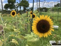 ３年生が植えたヒマワリ